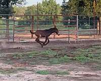 grulla-andalusian-mule-colt-mare