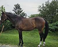 blaze-rh-lh-socks-horse