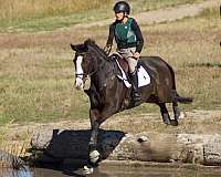 bay-blaze-rh-lh-socks-horse