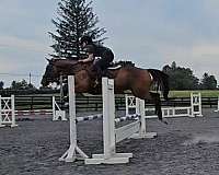 blaze-rh-lh-socks-horse