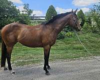 bay-blaze-rh-lh-socks-horse
