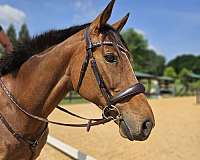 amateur-thoroughbred-horse
