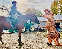 strip-snip-rh-lh-lf-socks-horse