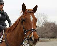 chestnut-strip-snip-rh-lh-lf-socks-horse