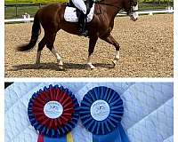 nrha-mare-stallion