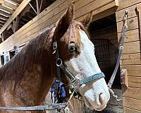 ranch-quarter-horse