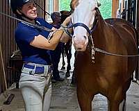 reining-quarter-horse