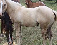 dunalino-4-socks-strip-horse