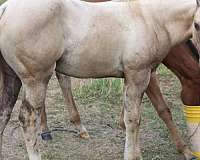 4-socks-strip-horse