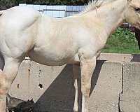strip-socks-horse