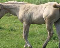 red-dun-strip-socks-horse