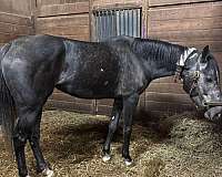 aqha-jc-pony-thoroughbred-mare