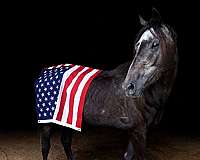 barrel-pony-thoroughbred-pony