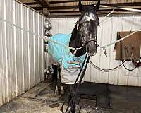 aqha-jc-mare