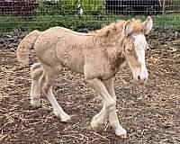 gypsy-vanner-filly