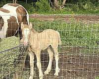 gypsy-vanner-horse-for-sale