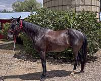 all-around-quarter-horse