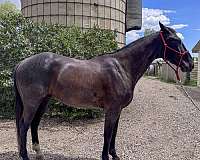 athletic-quarter-horse