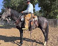 flashy-quarter-horse