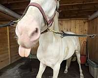 mustang-gelding