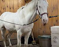 mustang-horse-for-sale