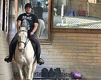 mustang-horse