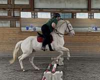 gelding