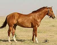 red-dun-t-horse