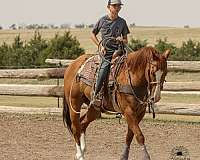 all-around-quarter-horse
