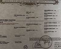 athletic-quarter-horse