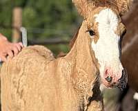 red-dun-gypsy-vanner-colt