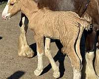 red-dun-gvhs-colt