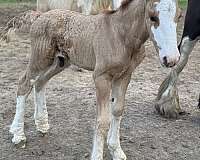 red-dun-gvhs-horse