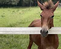 experienced-finished-mule