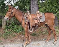 chestnut-mule-gelding