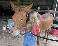 chestnut-gelding-for-sale