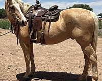 beginner-draft-horse