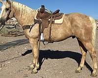 all-around-draft-horse