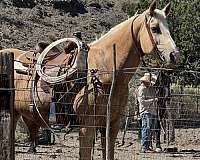 draft-horse