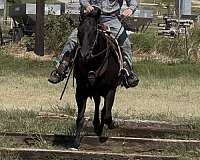 black-none-horse