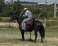 all-around-quarter-horse
