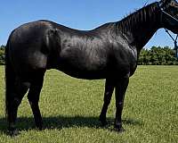 athletic-quarter-horse