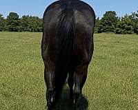 beginner-quarter-horse