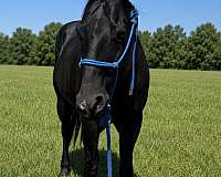 drill-team-quarter-horse