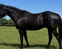husband-safe-quarter-horse