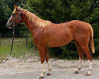 chestnut-white-thoroughbred-colt-mare
