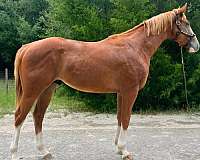 chestnut-white-colt-mare-for-sale