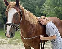 chestnut-white-thoroughbred-for-sale