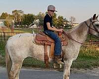 all-around-appaloosa-horse