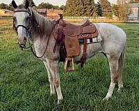 appaloosa-horse